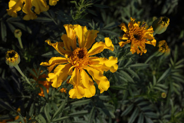 Marigold