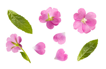 Obraz na płótnie Canvas Isolated single pink flowers on white background. 