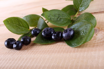 Blueberry harvest