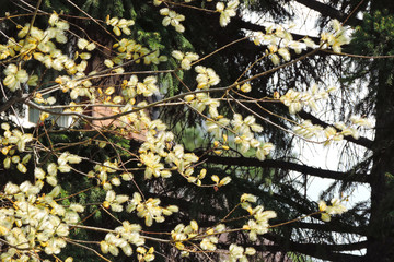 flowering pussy willow branches on the background of dark spiny rough branches of spruce