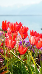 Flowers Montreux April 2020