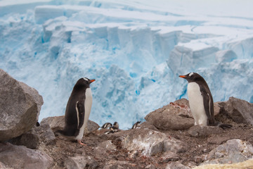  Two penguins on rock standing in front of antarctic cliff