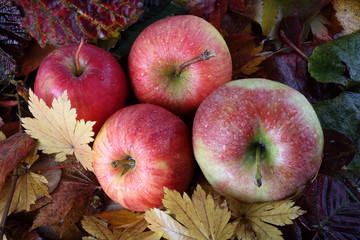 Apples on autumn leaves