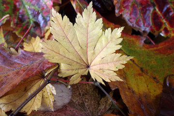 Autumn leaves background