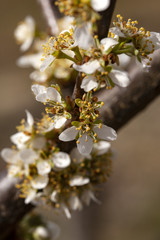 Blossoming cherry-plum on the abstract background. Branches of blossoming cherry-plum in spring
