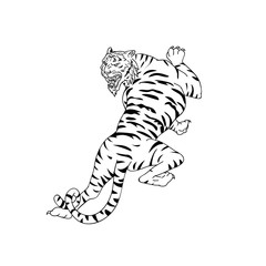Drawing sketch style illustration of a Bengal tiger going up, stalking and looking down on isolated white background done in black and white.