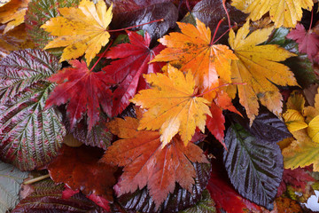 Autumn leaves background