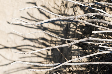 The shadow of the dry plant on the wall. Abstraction.