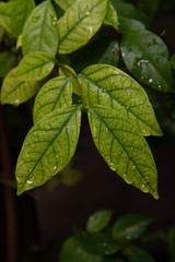 closeup nature of fresh green leaves after raining, nature background.