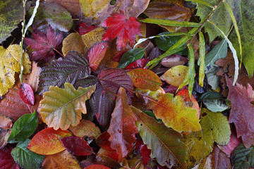 Autumn leaves background