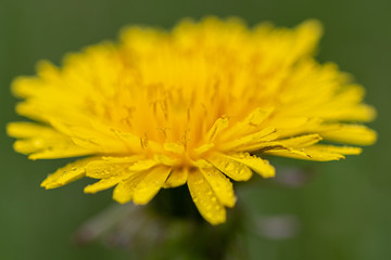 żółty kwiat mniszka lekarskiego w zbliżeniu makro