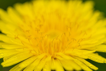 żółty kwiat mniszka lekarskiego w zbliżeniu makro - obrazy, fototapety, plakaty