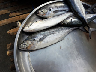 Torpedo or Hardtail or Finletted mackerel scad fish  in a steel tray on a bamboo panel, Sea fishes in market, Thailand	