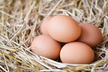 chicken eggs in the nest