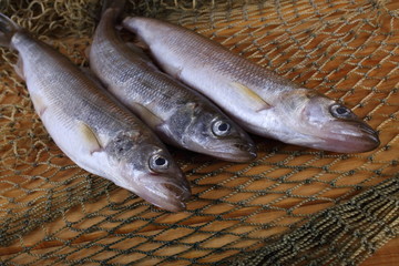 Smelt fishes on net. Pacific smelt variety