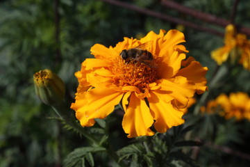 Marigold