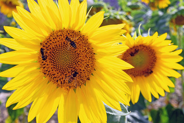 Obraz premium Honeybees above sunflower in summer, Valensole, France