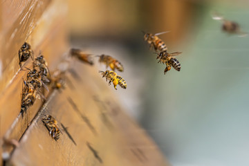 Close up of flying honey bees into beehive apiary Working bees collecting yellow pollen