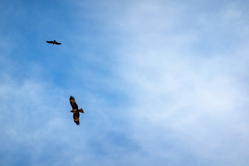 【空イメージ】空を飛ぶ鳥