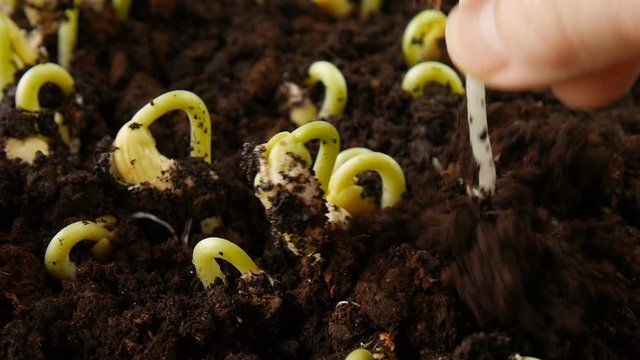 Germinating beans in soil.
