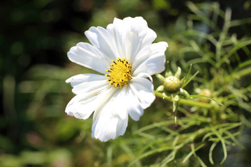 Cosmos flower
