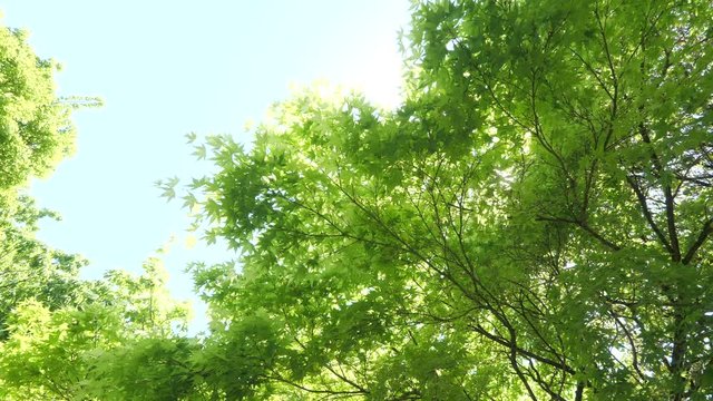 木々