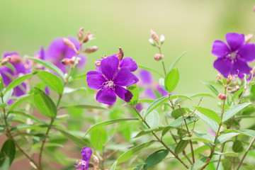 Purple flowers on a natural green background.
