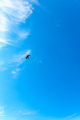 Fototapeta na wymiar 【空イメージ】空を飛ぶ鳥