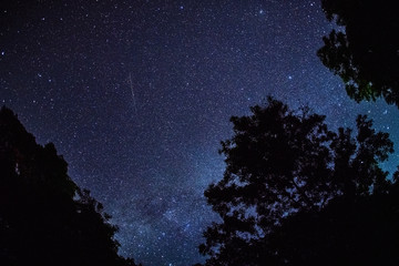 Black silhouette of wood and shooting star and the Milky Way in the background
