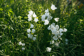 Bush of white bell flowers grow on green grass garden. Selective focus macro shot with shallow DOF