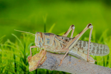 Closeup of a locust on a branch with a colorful background