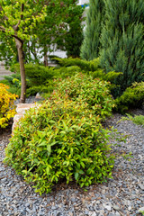 green bushes in the flower bed at home.