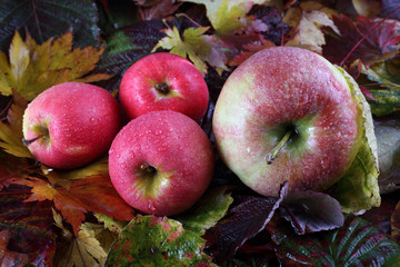 Apples on autumn leaves