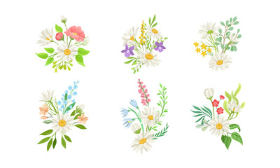 Daisy Flowers and Meadow Flora with Green Branches Compositions Vector Set