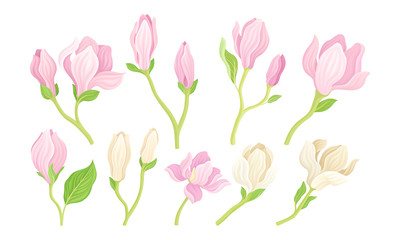 Obraz premium Magnolia Flower Buds on Stalk with Fibrous Leaves Vector Set