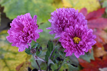 Chrysanthemums and autumn leaves