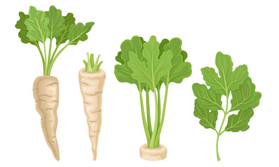 Parsnip with Roots and Lush Top Leaves Vector Set
