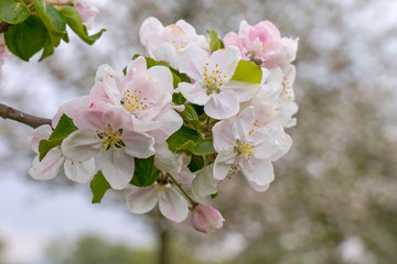 View of the flowers of an apple tree in spring.