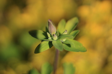 Close up of a flower before bloom
