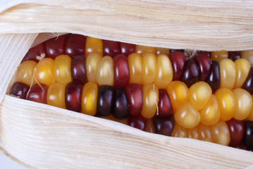 Multicolor corn