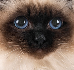 birman cat in studio