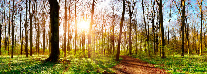 Forest panorama in spring with lots of little white flowers, a hiking trail and bright sun shining through the trees