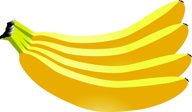 Vector banana. Bunches of fresh banana fruits isolated on white background, collection of vector illustrations,yelow