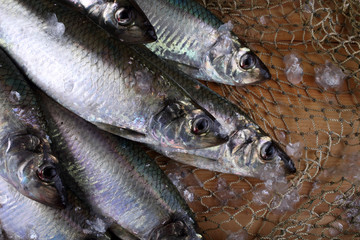 Herring on net