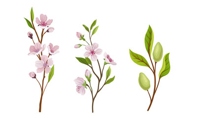 Fototapeta na wymiar Almond Plant Branches with Blossoming Flowers Vector Set