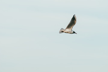 Lonely seagull flying in the spring sky against blue sky background