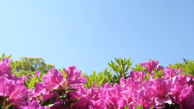ツツジの花