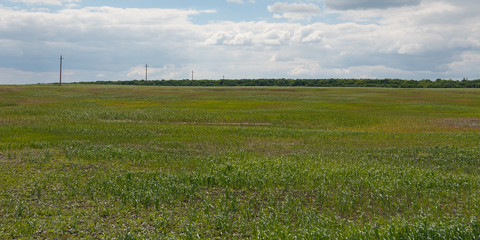 landscape field, forest on the horizon, power line