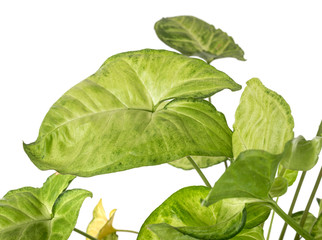 Syngonium podophyllum in studio