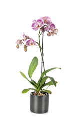 Fototapeta premium Phalaenopsis in studio